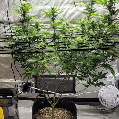 April growlog timeline photo