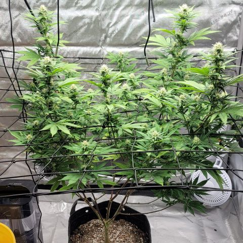 April growlog timeline photo