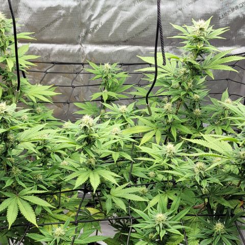 April growlog timeline photo