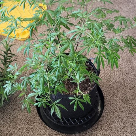 Amber growlog timeline photo