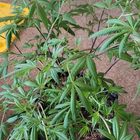 Amber growlog timeline photo