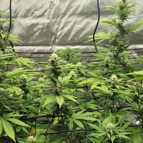 April growlog timeline photo