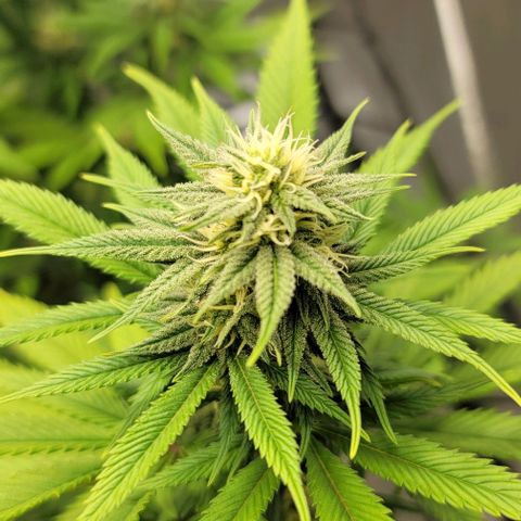 April growlog timeline photo