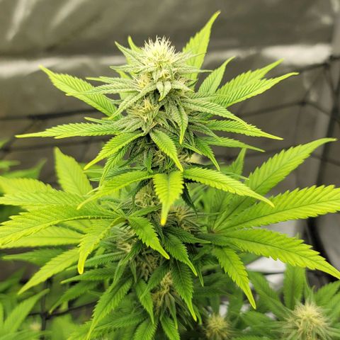 April growlog timeline photo