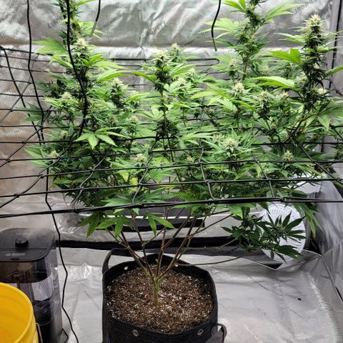 April growlog timeline photo