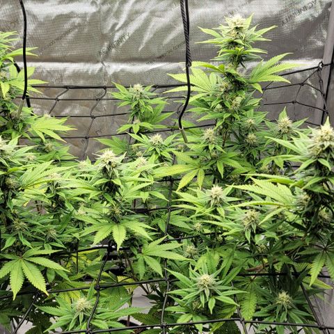 April growlog timeline photo