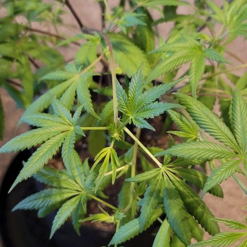 April growlog timeline photo