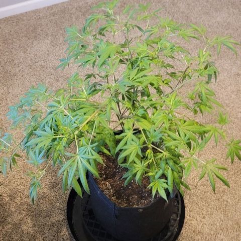 April growlog timeline photo