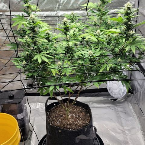 April growlog timeline photo