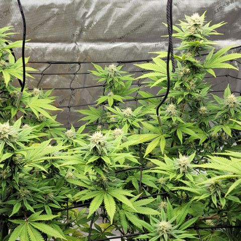 April growlog timeline photo