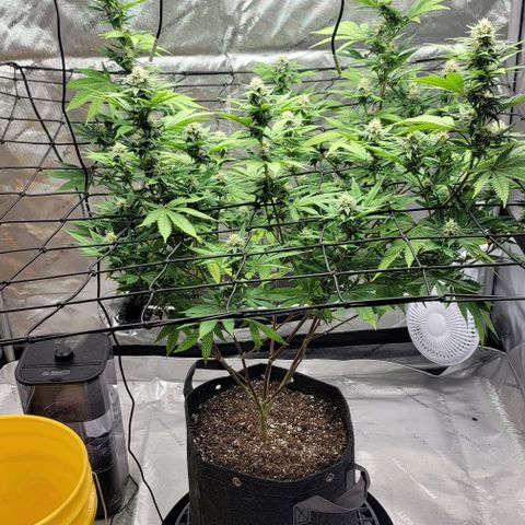 April growlog timeline photo
