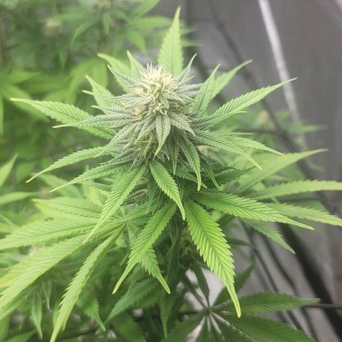 April growlog timeline photo