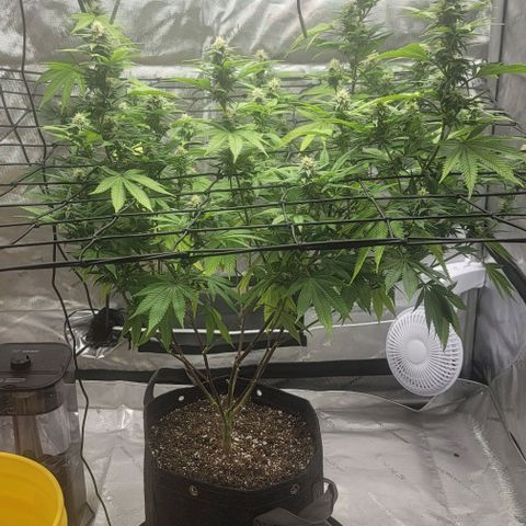 April growlog timeline photo