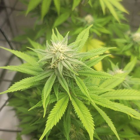 April growlog timeline photo