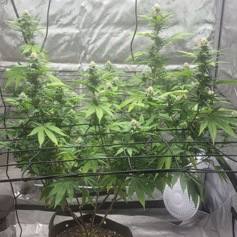 April growlog timeline photo