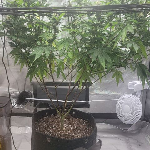 April growlog timeline photo