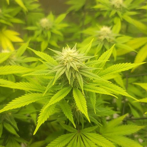 April growlog timeline photo