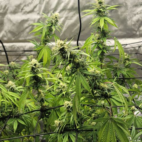 April growlog timeline photo