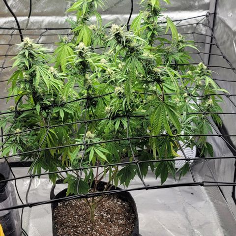 April growlog timeline photo