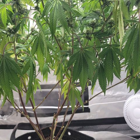 April growlog timeline photo