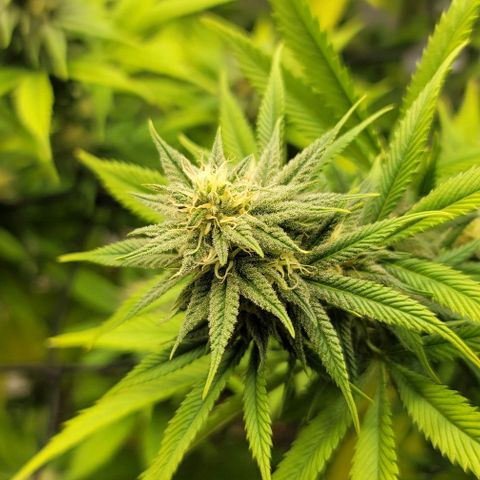 April growlog timeline photo