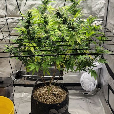 April growlog timeline photo