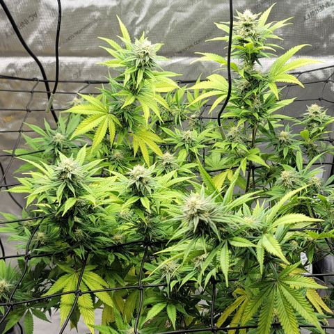 April growlog timeline photo