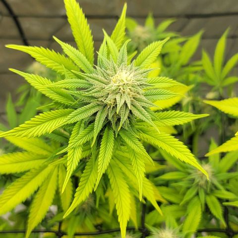 April growlog timeline photo