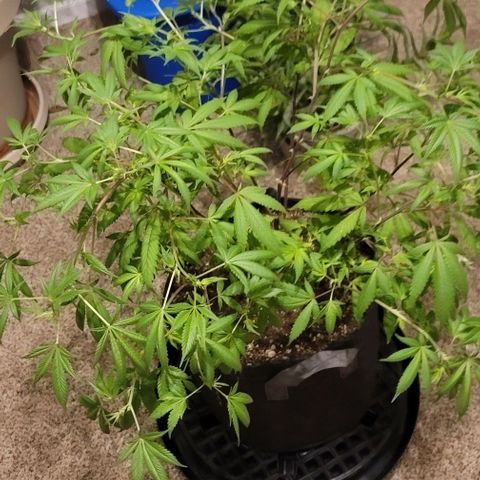 Amber growlog timeline photo