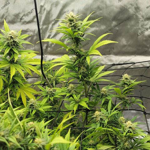 April growlog timeline photo