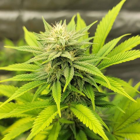 April growlog timeline photo
