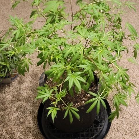 Amber growlog timeline photo