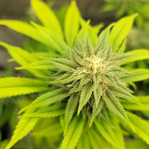 April growlog timeline photo