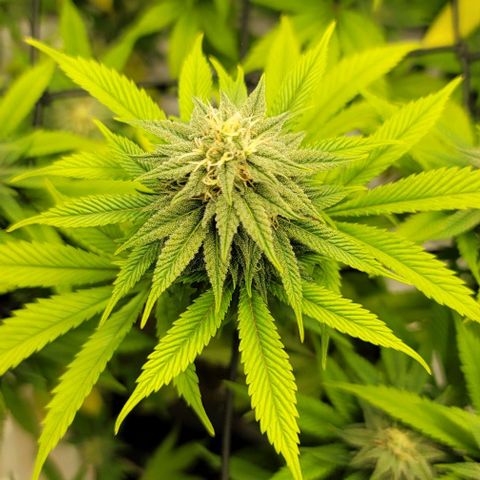 April growlog timeline photo