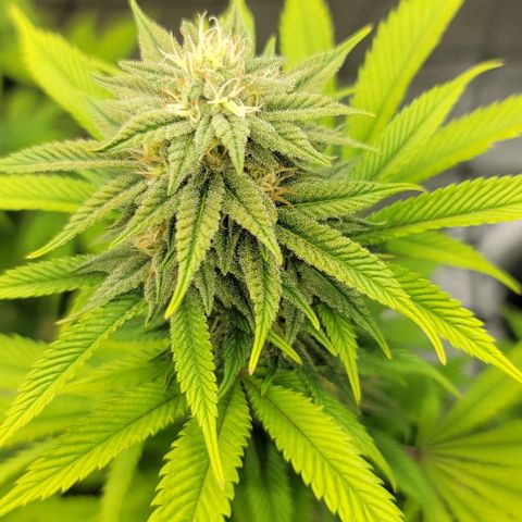 April growlog timeline photo