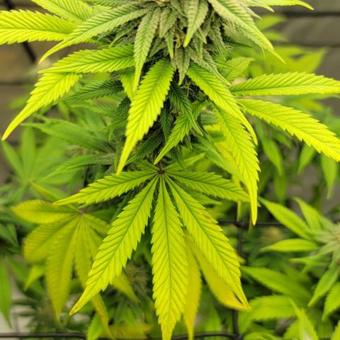 April growlog timeline photo