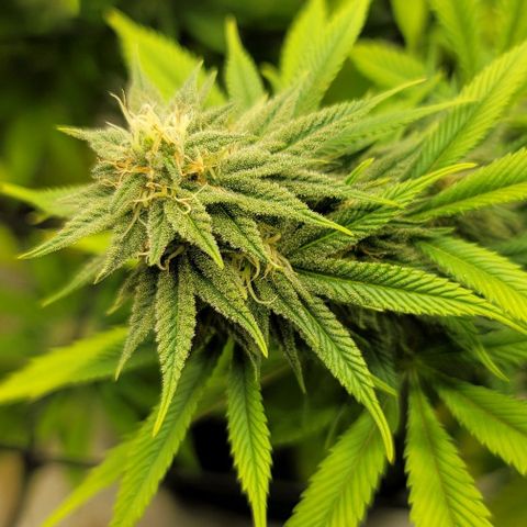 April growlog timeline photo