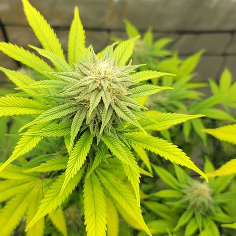 April growlog timeline photo
