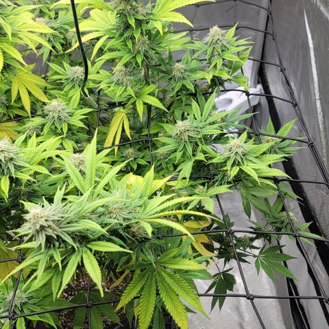 April growlog timeline photo