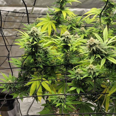 April growlog timeline photo