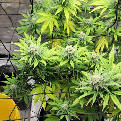 April growlog timeline photo