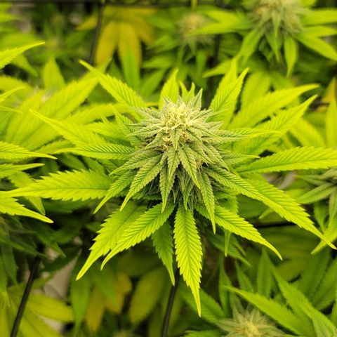 April growlog timeline photo