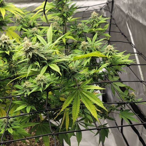 April growlog timeline photo
