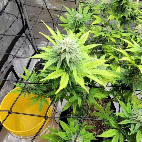 April growlog timeline photo