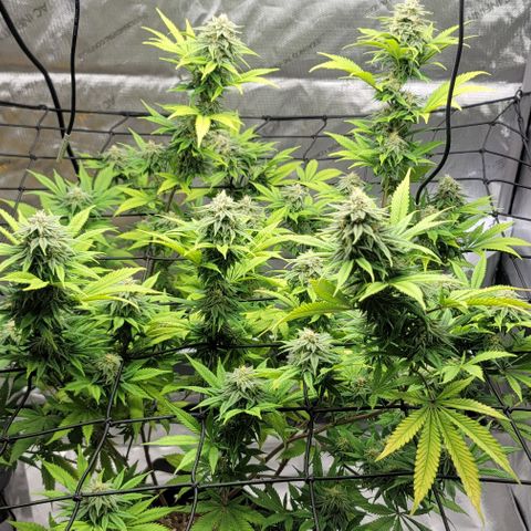 April growlog timeline photo