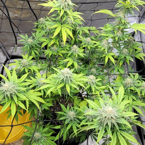 April growlog timeline photo