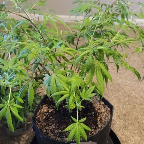 Amber growlog timeline photo