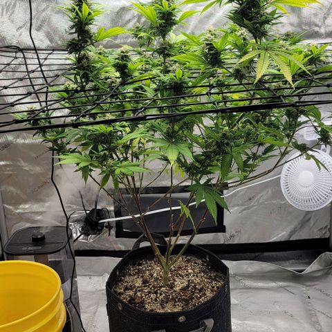 April growlog timeline photo