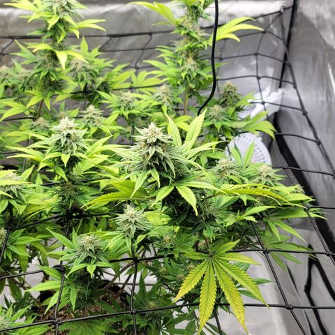 April growlog timeline photo
