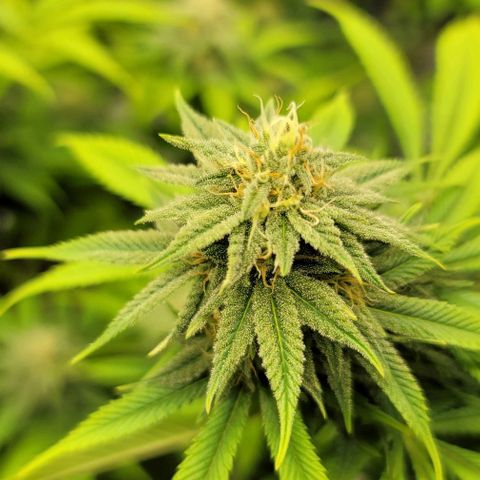 April growlog timeline photo